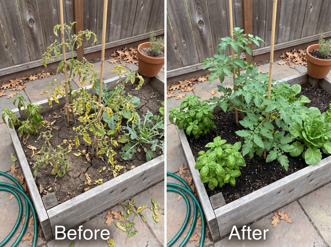 Raised garden bed before and after: pests cleared, plants recovered