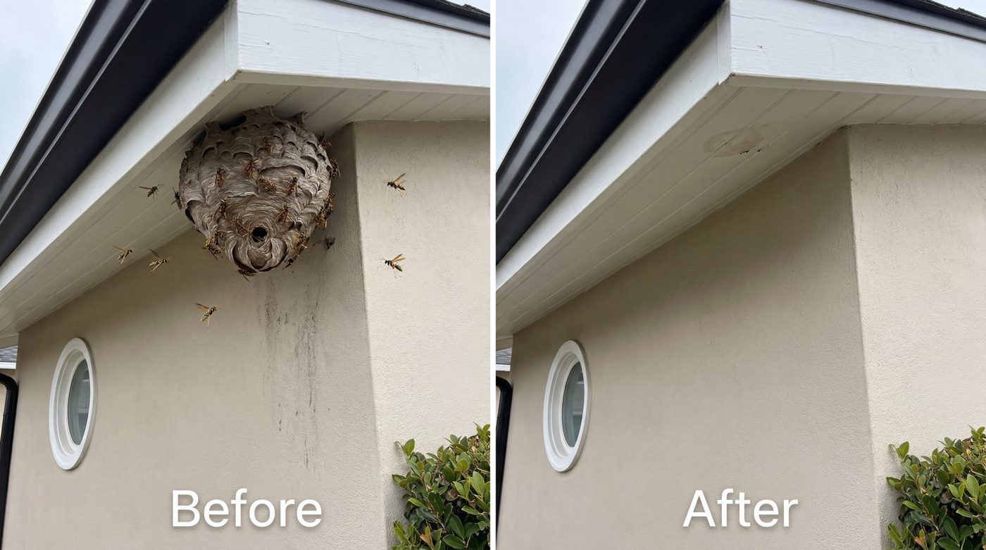 Roof eave before and after: nest removed